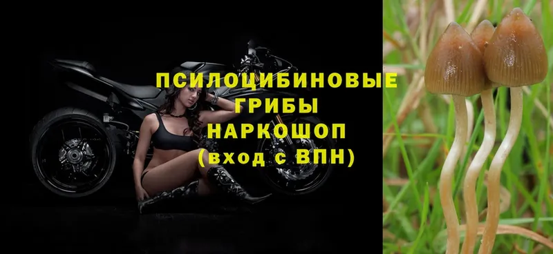 где продают наркотики  Стрежевой  Галлюциногенные грибы Psilocybe 