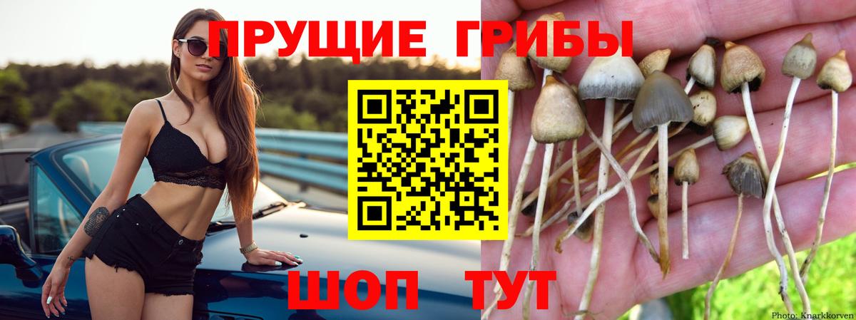 купить наркотики сайты  Вход с VPN  Стрежевой  Галлюциногенные грибы прущие грибы 
